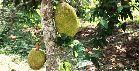 Panorama view large jackfruit fruits ready to harvest hanging on dwarf tree branch leaves at tropical orchard in Can Tho, Vietnam, artocarpus heterophyllus in fig, mulberry, breadfruit family. Asiaの写真素材