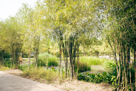 Riverside bamboo tree lined, blossom water lily along concrete pathway leading to lush green tropical fruit orchard ecotourism local community, environmental conservation travel in Can Tho. Vietnamの写真素材