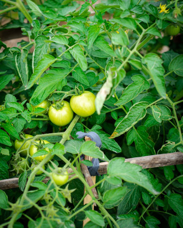 Top view bush determinate tomatoes with cluster fruits branches on bamboo trellis at homestead backyard garden in Thai Binh, Vietnam, abundance of organic grown green tomato, healthy dwarf plant. Asiaの写真素材