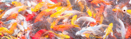 Panorama view dense school shoal of colorful Koi fish at floating fish farm in Mekong Delta, Can Tho, Vietnam, freshwater nishikigoi carp surface gathering for feeding, commercial farming. Asiaの写真素材
