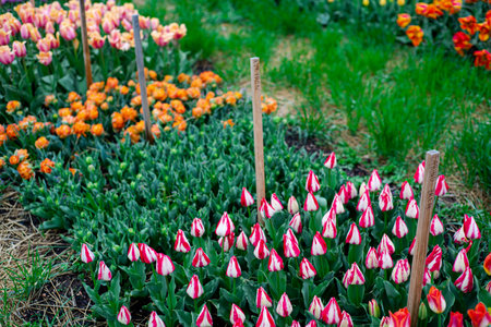Variety of blossom tulips flowers huge red flames and white, orange, salmon colors tulips with...