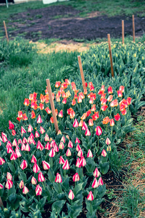 Variety of blossom tulips flowers huge red flames and white, orange, salmon colors tulips with wooden garden label stakes in early Springtime in Missouri, cross between Darwin and Early Tulips. USAの写真素材