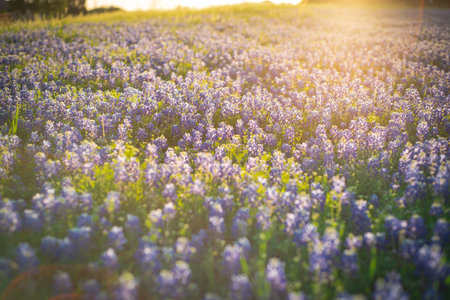 Beautiful blossom bluebonnet Texas state flower field in Spring, blooming meadow of wild flowers Lupinus texensis in suburbs Dallas Forth Worth metroplex, scenic nature beauty background. USAの写真素材