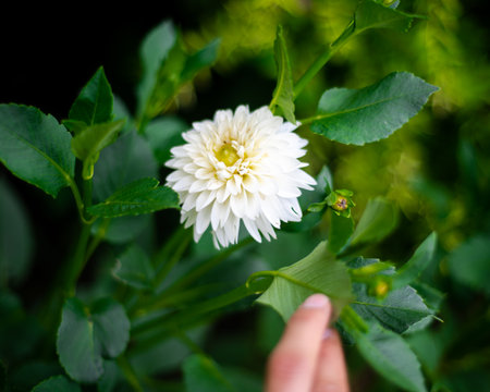 Hand touching blooming white dahlia flowers and buds, creamy petals yellow center in lush Texas front yard garden, double flower head tightly packed, symmetrical petals forming, green foliage. USAの写真素材