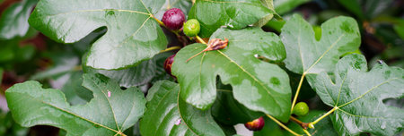 Panorama view dense fig tree foliage with broad veined leaves and scattered fruits in Dallas...