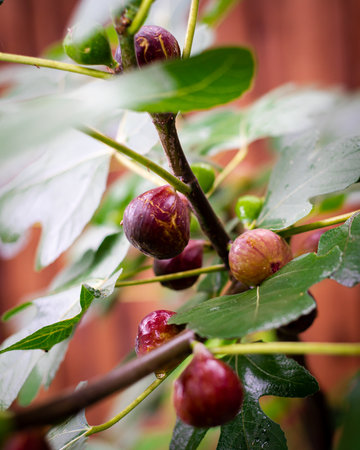 Loads of Chicago Hardy fig tree bursting with ripe purple fruit against wooden fence in Dallas,...