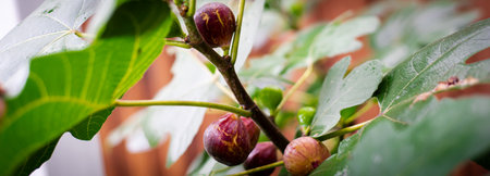 Panorama view large Chicago Hardy fig tree bursting with ripe purple fruit against wooden fence in...