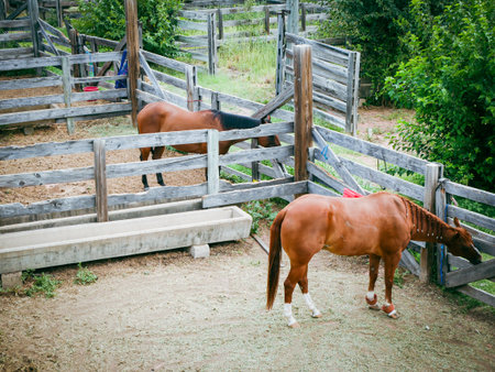 Top view American Quarter horses near wooden fence, rustic paddock and dirt ground reflect authentic...