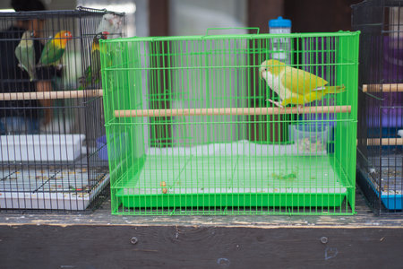 Vibrant green enclosure single pale yellow bird perched calmly beside rear water tube compact retail display. Clean plastic surfaces, diffused shadows, balanced color contrast, Grand Prairie, TX. USAの写真素材