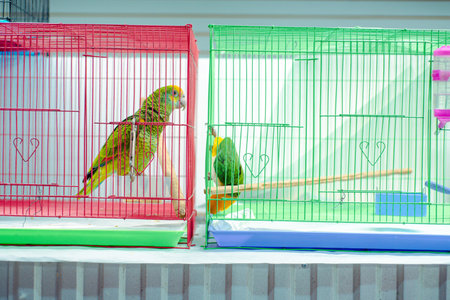 Two green parrots in red and green cages with yellow markings on wooden perches in compact indoor arrangement. Contrasting base colors, corrugated backdrop, crisp wire symmetry.の写真素材