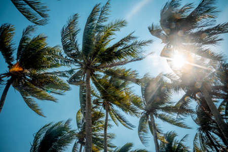 Palm trees against the blue sky with sun rays and lens flareの写真素材