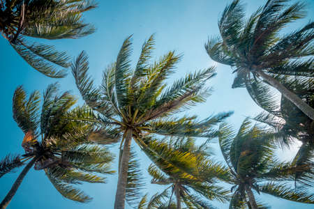 Coconut palm trees against the blue sky. Tropical background.の写真素材