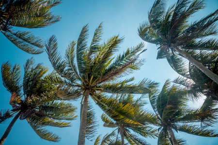 Coconut palm trees against the blue sky on a sunny dayの写真素材