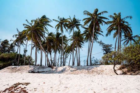 Coconut palm trees on white sand beach with clear blue sky