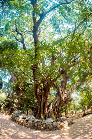 Big tree in the park, Chiang Rai province, Thailand.の写真素材