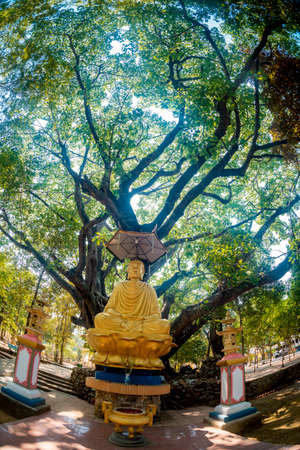 Buddha statue under big tree in Wat Phra That Doi Suthep, Chiang Mai, Thailandの写真素材