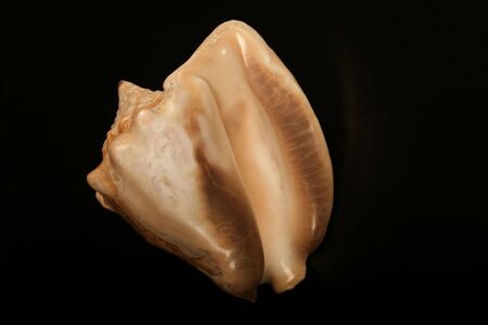 shell