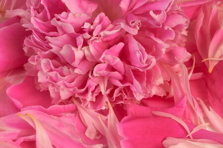 Pink background from a peony and petalsの写真素材