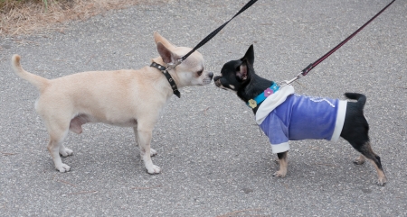 Two chihuahua on leashes are nose to each other