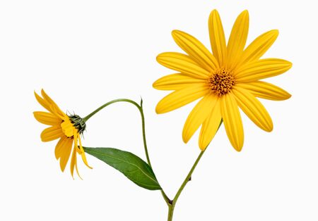 Two yellow daisy on white isolated