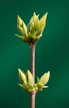 Young lilac leaves against green background in the spring close upの写真素材
