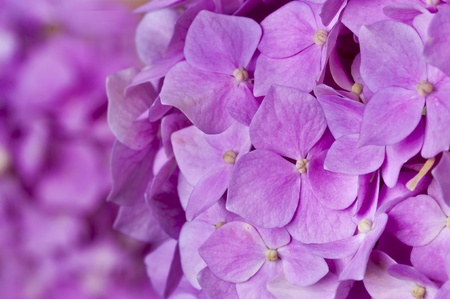 Pink hydrangea as background close upの写真素材