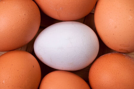 White egg among broun close up