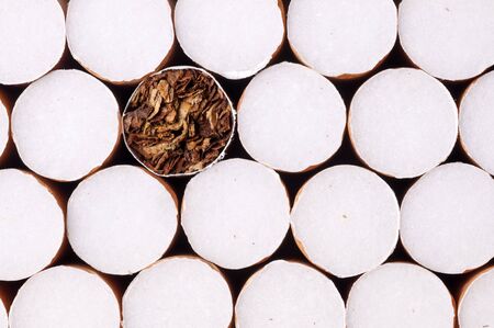 Tobacco in cigarettes close upの写真素材