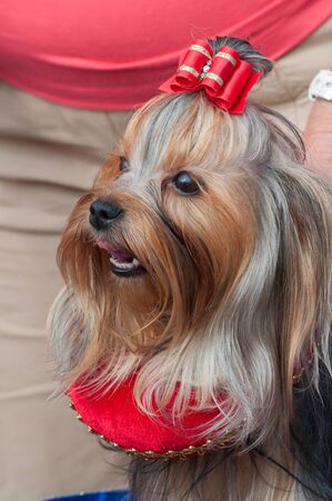 Portrait of York close up. Dog show.の写真素材