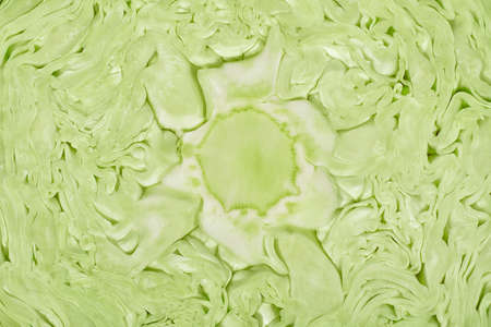 Fresh white cabbage, cut in half.