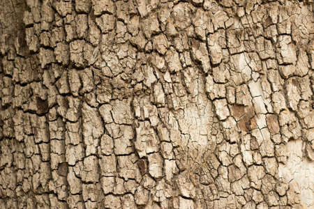 Wood natural texture. Natural light