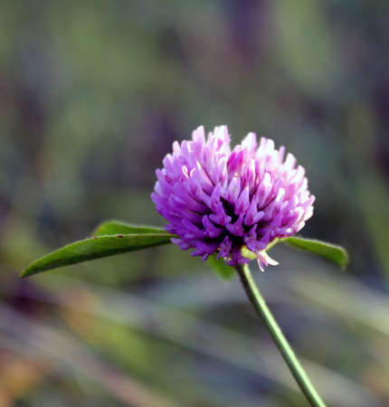 Flower of red cloverの写真素材