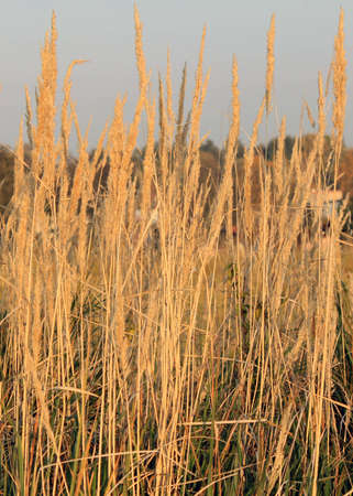 autumn grass