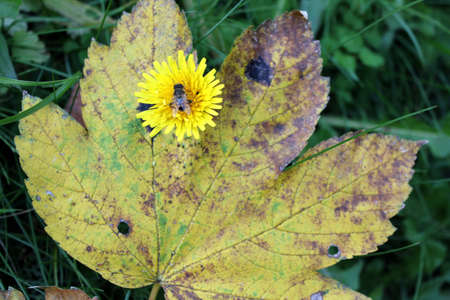 autumn leaf with dandelion and flyの写真素材