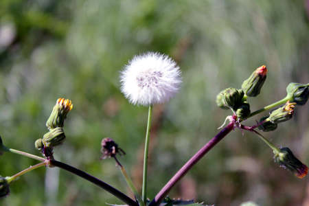 detail of dandelion flower blooming on the Meadow