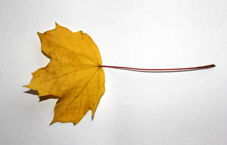 leaf of the treeの写真素材