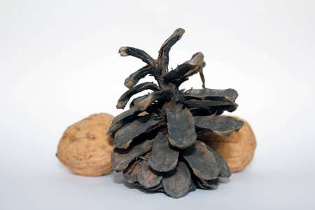 pine cone with nuts - christmas decoration