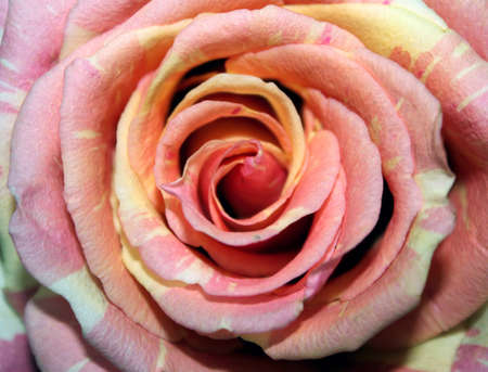 Flower roseの写真素材