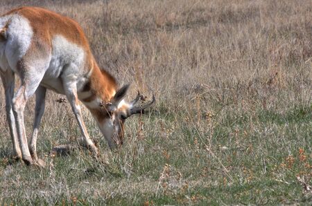 A Pronghorn buck grazingの写真素材