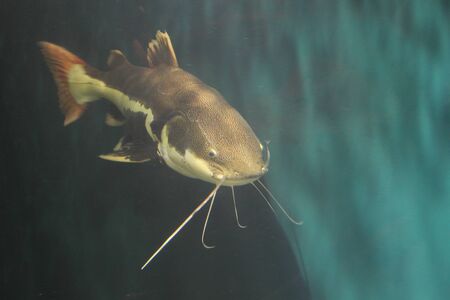 Red Tailed Catfishの写真素材