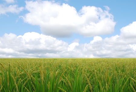 Rice field in the sky backgroundの写真素材