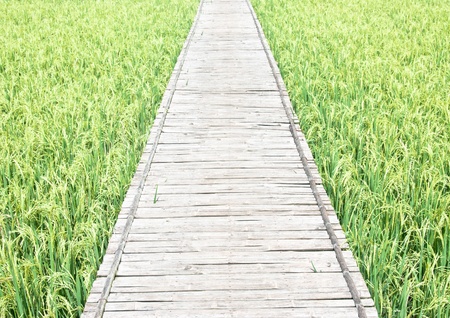 pathway to Green rice field in Thailandの写真素材