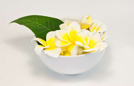 Frangipani on white background . an originate flower in asia.の写真素材