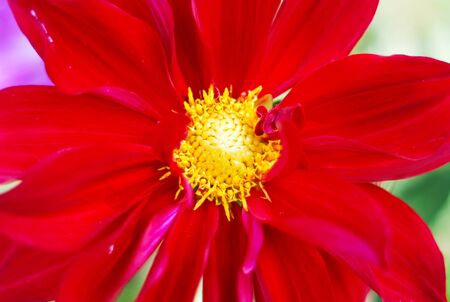 red flowerの写真素材