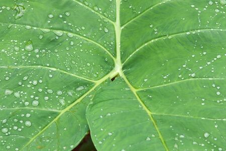 closeup of green leaf texture details