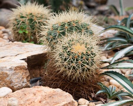 Cactus  grows in sand at the gardenの写真素材