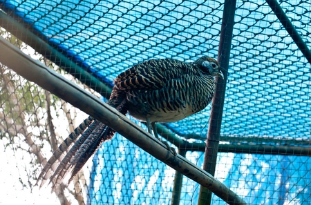 common pheasant in a cageの写真素材