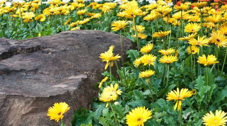 beauty colorful flower in garden.の写真素材