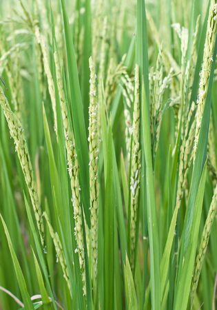 Close up of  paddy rice.の写真素材