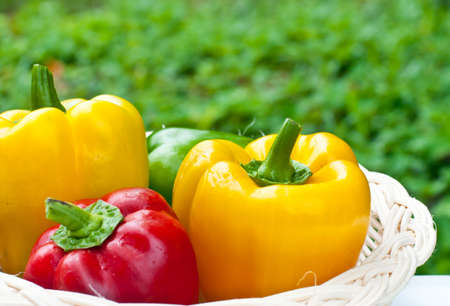 Colored fresh sweet  paprika ( pepper ) in wood basket .の写真素材